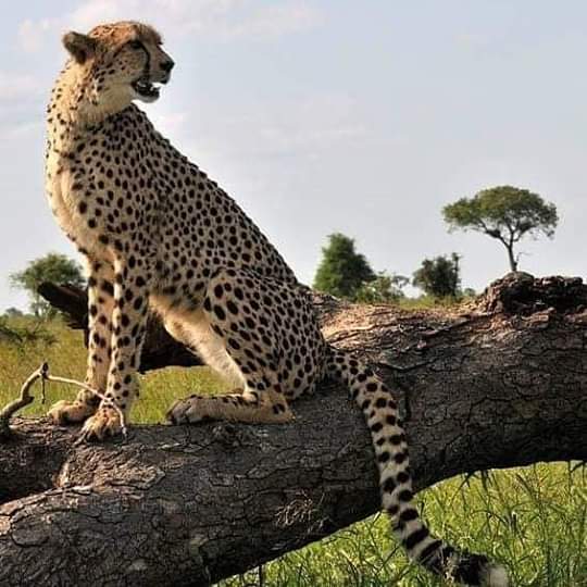 An Exciting Drive to the Serengeti National Park